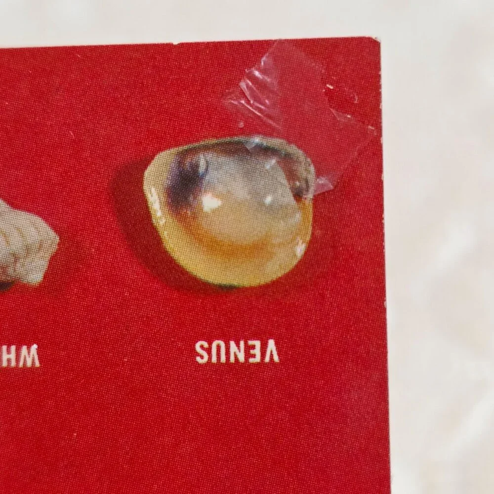 Vintage Collection of Shell Found on Florida Beaches Beckett HSCF63 Postcard UNP